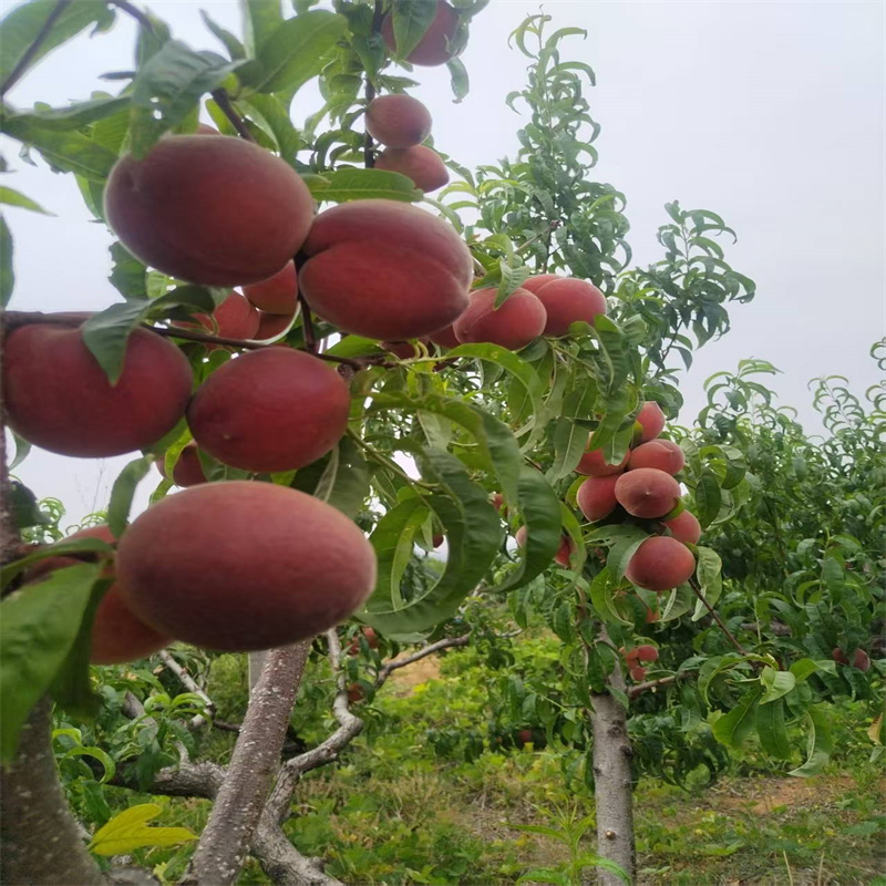 邹城果树优，果香满枝头