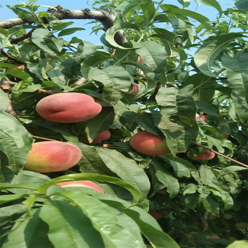邹城果树佳，致富新选择