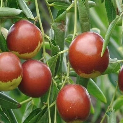 北京果树：四季风景里的甜蜜馈赠