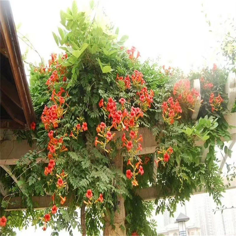 北京果树苗木：绿动京城的生态新力量