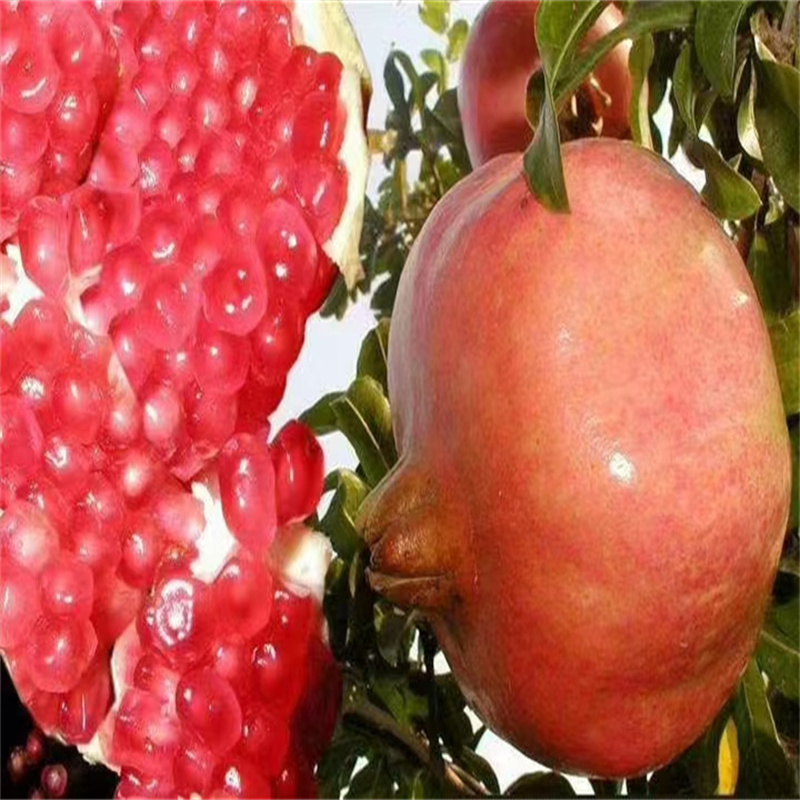 北京果树图鉴：石榴樱桃共绘生态画卷