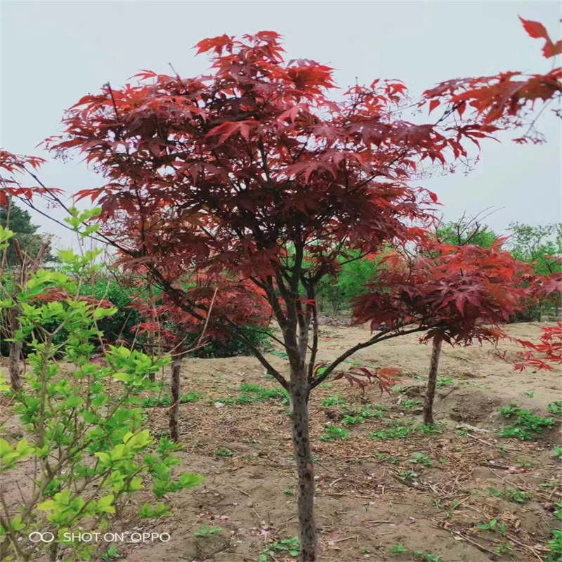 北京果树苗木：四季绿意，丰收之选