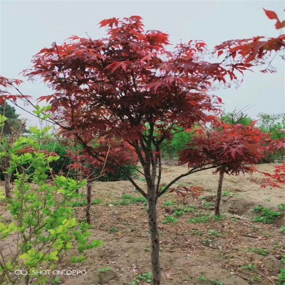 北京果树苗木：四季绿意，丰收之选