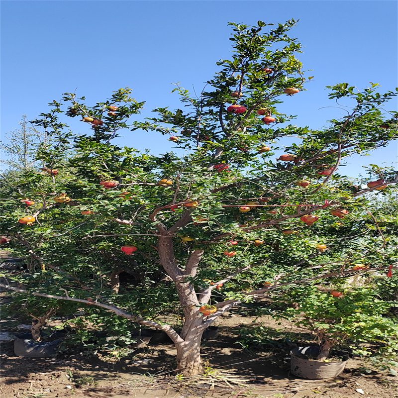 精选北京果树，石榴樱桃苹果齐争艳