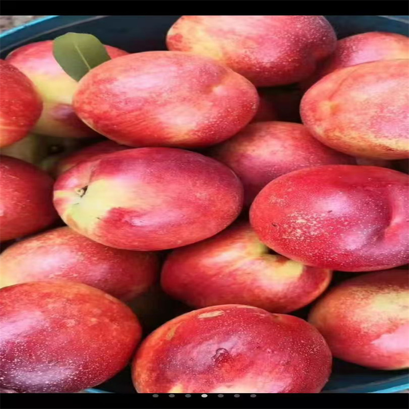 邹城桃树苗，孕育甜蜜新希望