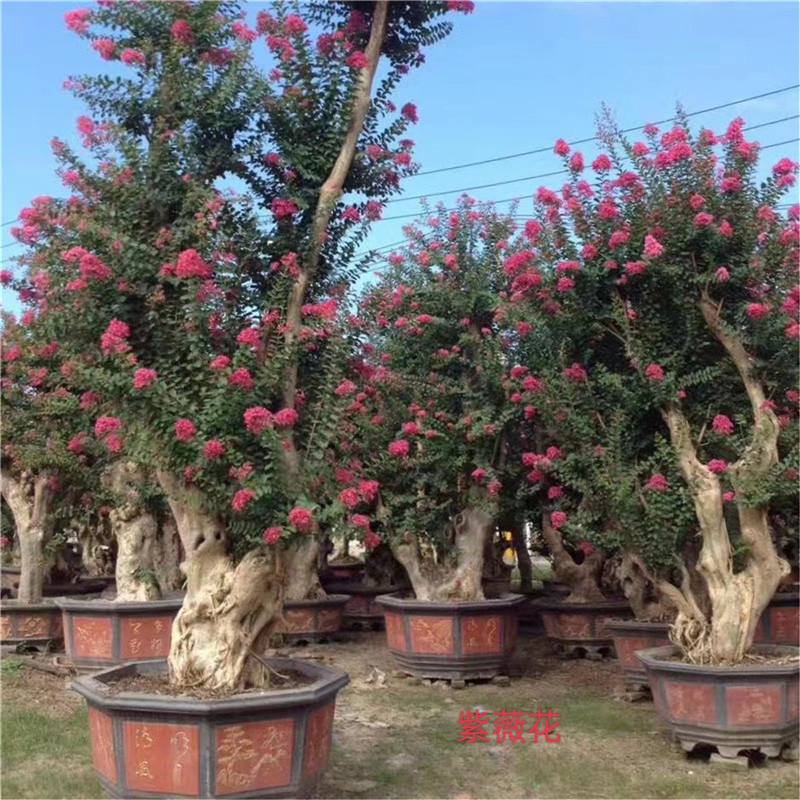 北京石榴树结果，红宝石缀满枝头