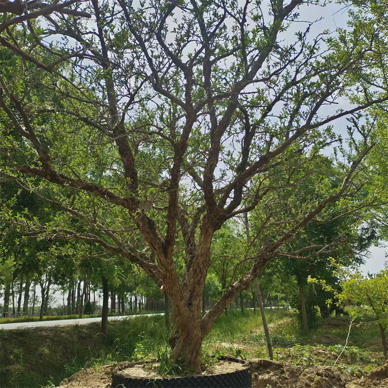 探秘北京果树园，品味自然之馈赠