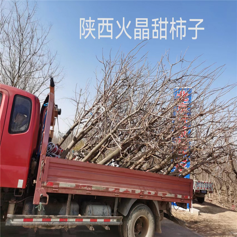 北京果树新选择，绿意盎然满家园