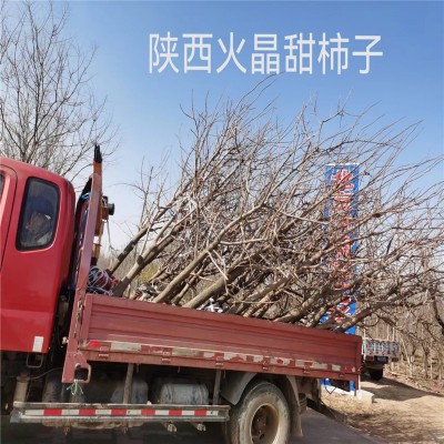 北京果树新选择，绿意盎然满家园