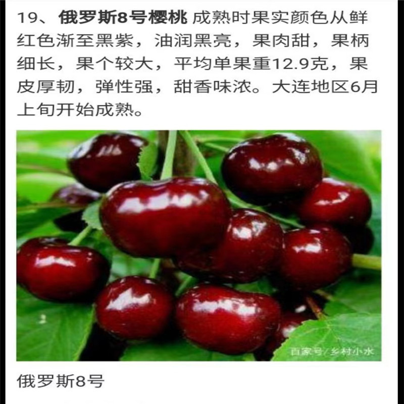 北京樱桃树盛景，甜蜜果实挂枝头