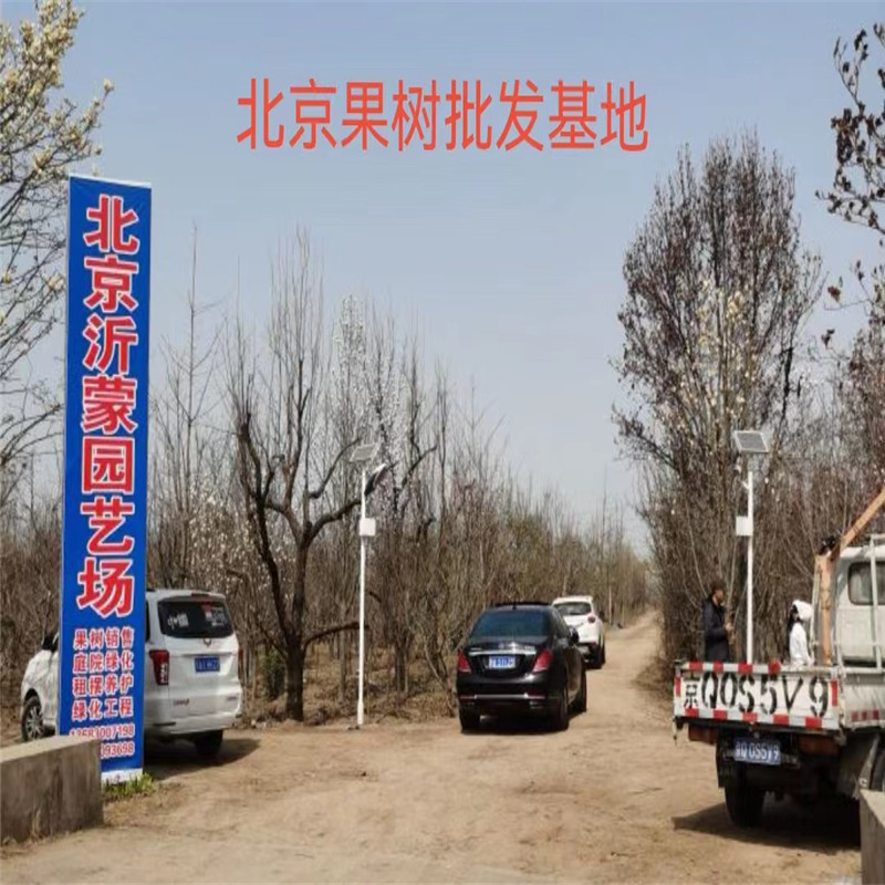 北京苹果树丰收季，硕果累累香满园