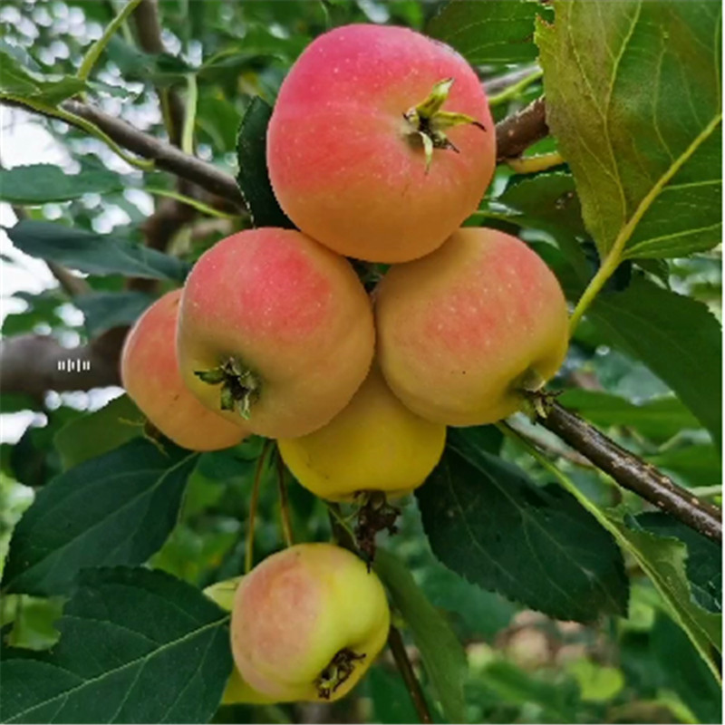 探秘北京果树园，品味自然鲜果香