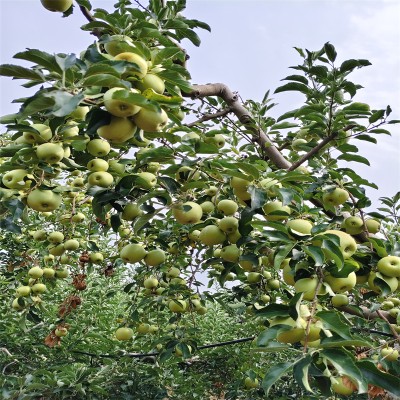 北京果树：四季流转中的生态画卷