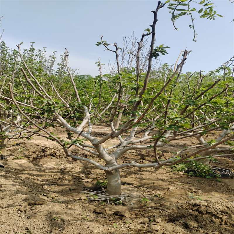 北京果树：绿动京城，自然馈赠
