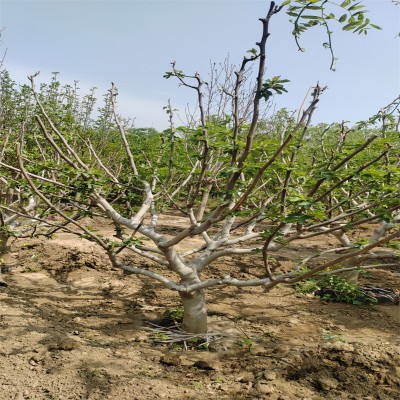 北京果树：绿动京城，自然馈赠