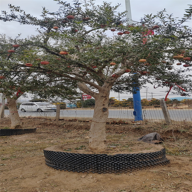 北京石榴树：庭院里的吉祥之树