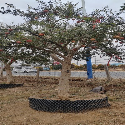 北京石榴树：庭院里的吉祥之树