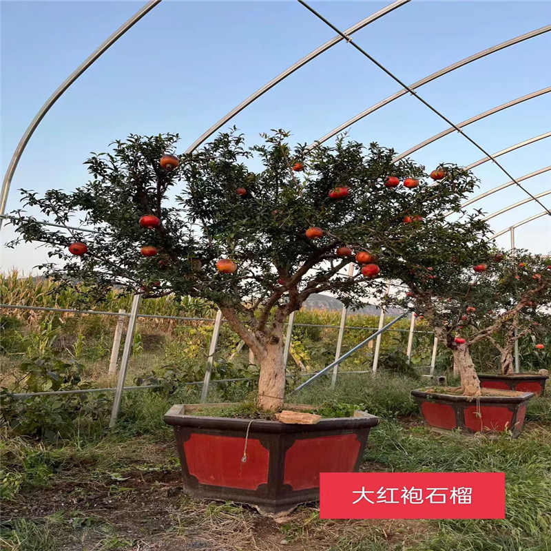 北京石榴树：一树红妆，笑迎四方客