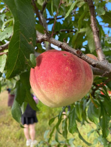 ScreenShot_2026-01-19_094930_707