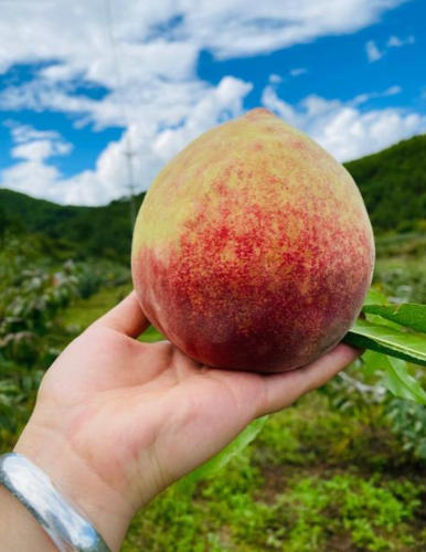 ScreenShot_2026-01-19_095030_115