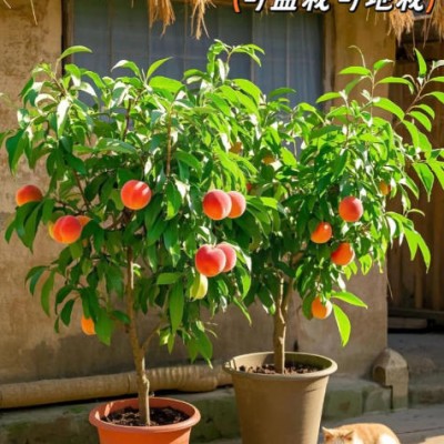 木梨苗土壤适应性如何？偏碱性土地能否正常生长？