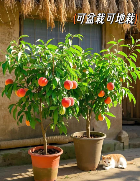 ScreenShot_2026-01-19_110449_560