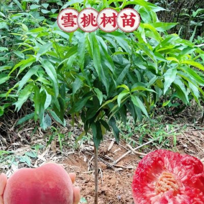 雪桃外观不够鲜艳可能由哪些种植因素导致？