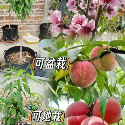 梅子苗修剪时间如何把握？什么树形更利于增产？