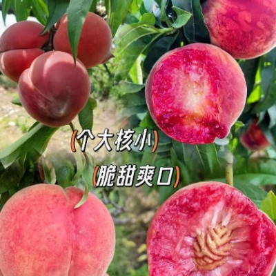 雪桃苗批发后成活率低，运输途中该如何保障品质？