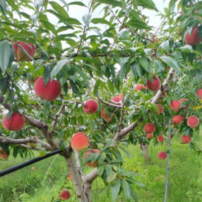 木梨苗嫁接技术复杂吗？新手能自己尝试培育吗？