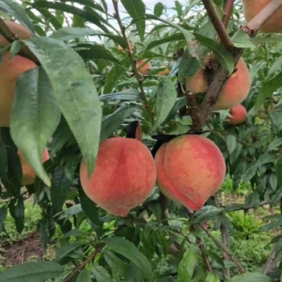 雪桃产量不稳定怎么办？花芽分化期管理有何诀窍？