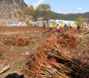 梅子苗容易发生哪些病虫害？环保防治方法有哪些？