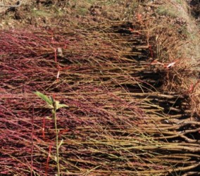 雪桃苗批发市场存在哪些陷阱？采购时该如何规避风险？