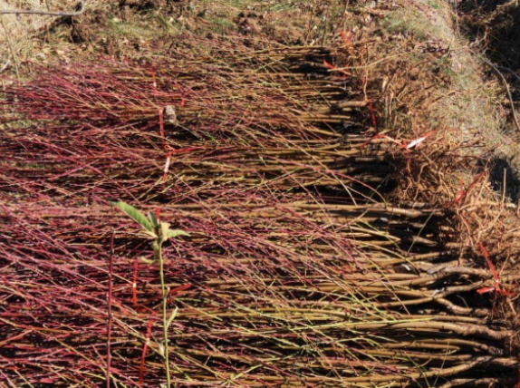 ScreenShot_2026-01-19_111323_128