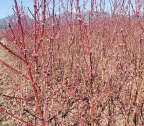 木梨苗适合庭院种植吗？空间有限该如何规划布局？