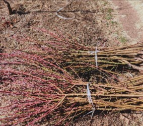 雪桃储存困难怎么解决？采摘后有哪些注意事项？