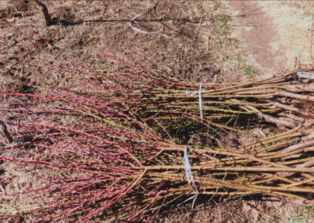 ScreenShot_2026-01-19_111527_359