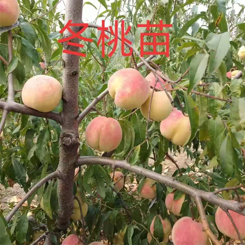 邹城桃树苗，孕育甜蜜的希望之种