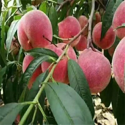 邹城苗木：自然之美的绿色使者