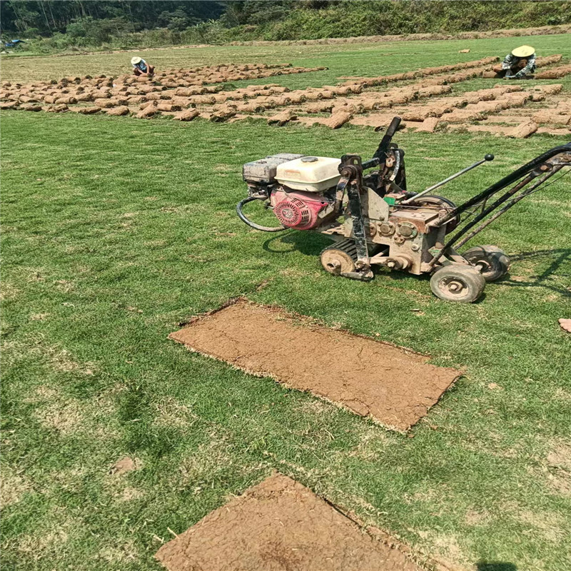 海南台湾草，柔美绿意点缀热带景