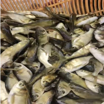 乐山鱼苗：跃动生命的绿色希望