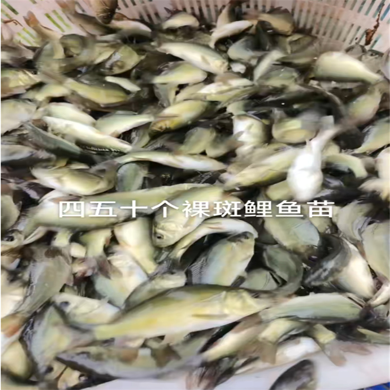 乐山放生鱼，传递生态善意之举