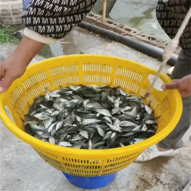 乐山观赏鱼，水中灵动的艺术精灵