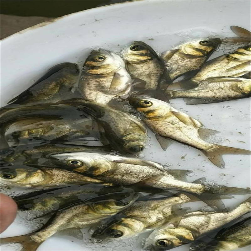 乐山鱼苗：生态养殖新选择，活力满满