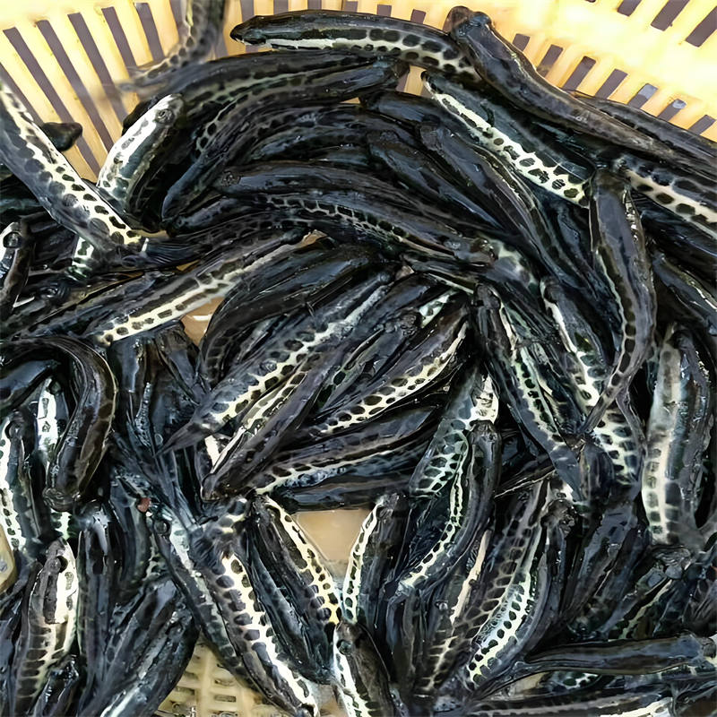 乐山放生鱼，为自然水域添一抹生机