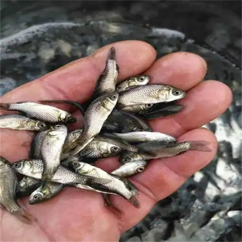 乐山鱼苗优选，开启绿色养殖之旅