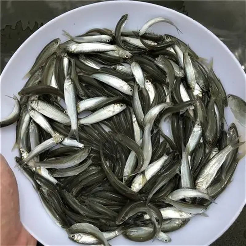 乐山观赏鱼：家中水景的灵动精灵