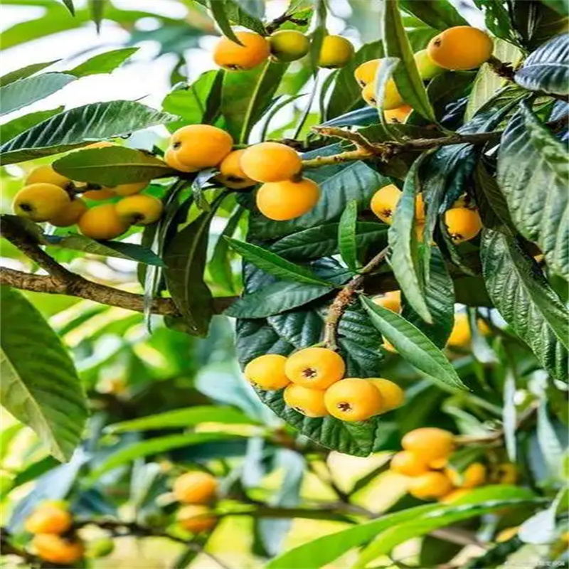 北京果树新选择，丰收美景在眼前