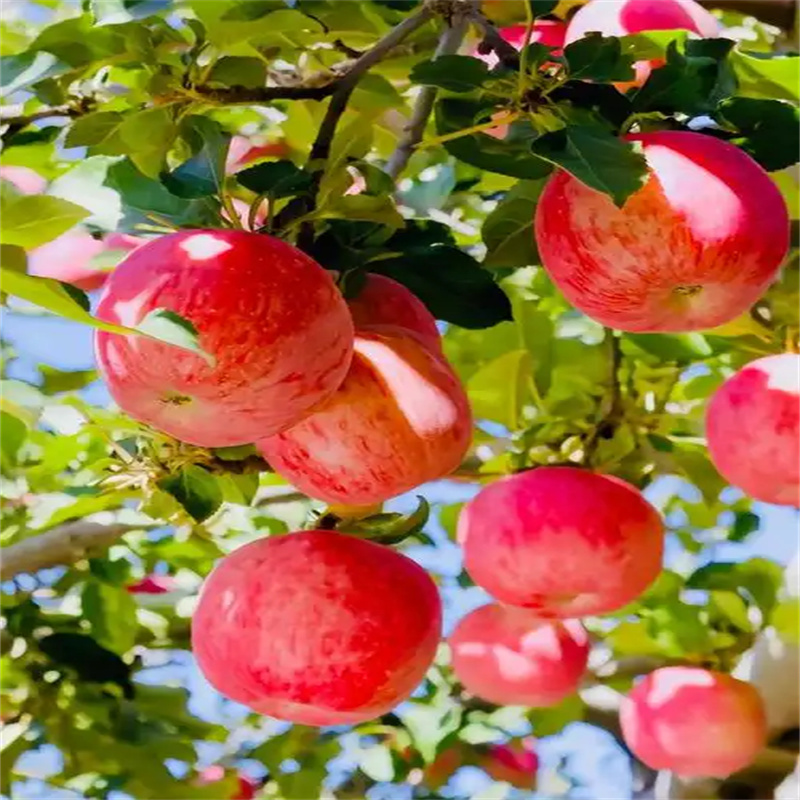 北京苹果树繁茂，硕果累累甜心头
