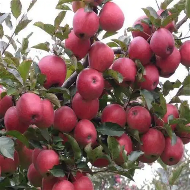 北京苹果树****，果香四溢惹人爱